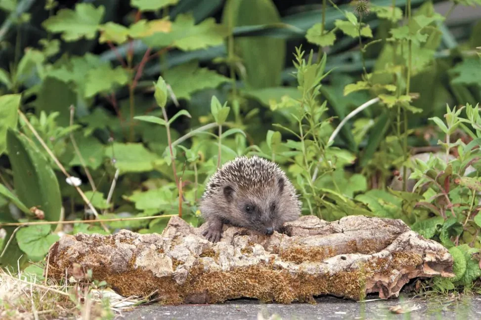 igel01-e1720179431761-1024×682